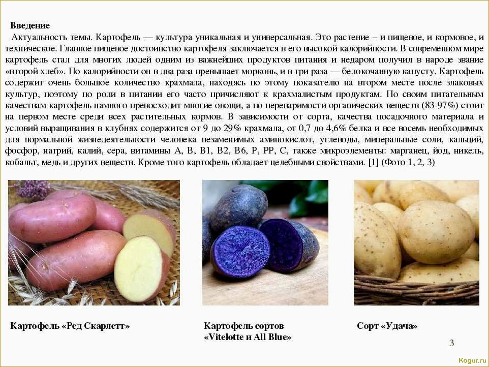 Виды картофеля: известные, полезные и  не очень