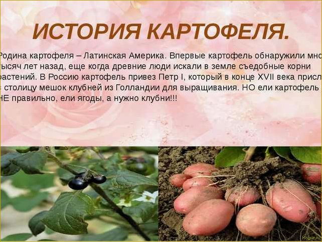 Виды картофеля: известные, полезные и  не очень