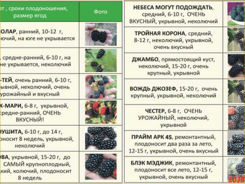 (выращивание, черники, саду, посадка, размножение) Выращивание черники в саду: посадка, размножение, уход