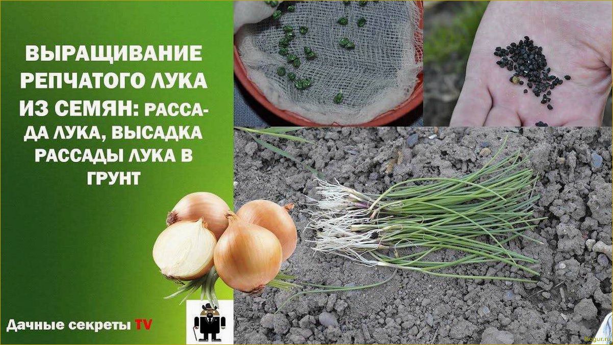 (выращивание, лука, китайской, технологии, секреты) Выращивание лука по китайской технологии — секреты богатого урожая