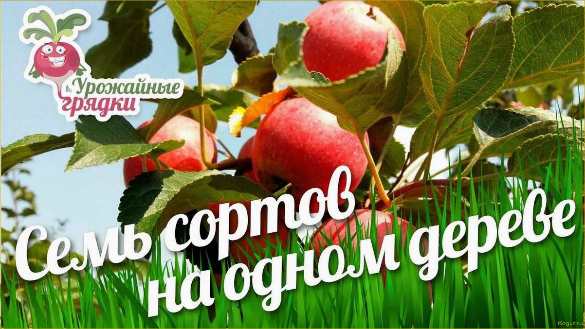 (высокоурожайная, яблоня, мечта, сада) Высокоурожайная яблоня Мечта для вашего сада