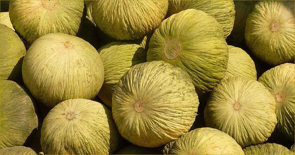 Вкусная и сочная дыня Кассаба, которая происходит из Малой и Средней Азии