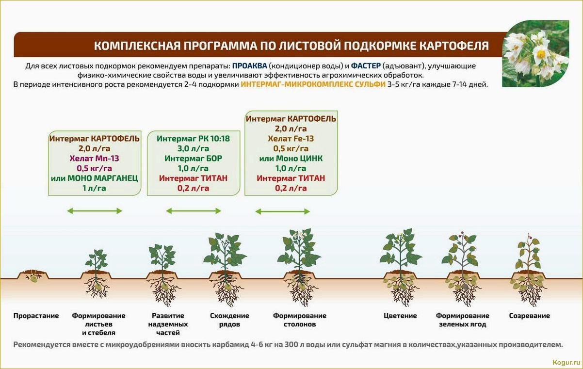 (внекорневая, подкормка, картофеля, советы, рекомендации) Внекорневая подкормка картофеля: советы и рекомендации
