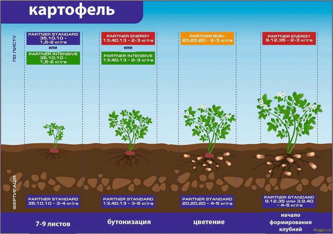 (внекорневая, подкормка, картофеля, советы, рекомендации) Внекорневая подкормка картофеля: советы и рекомендации