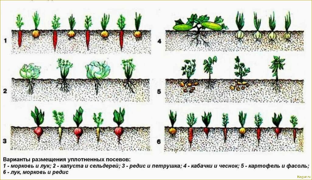(выращивание, хлопка, дачном, участке, возможно) Выращивание хлопка на дачном участке: возможно ли это?