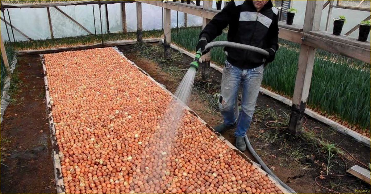 (выращивание, хлопка, дачном, участке, возможно) Выращивание хлопка на дачном участке: возможно ли это?