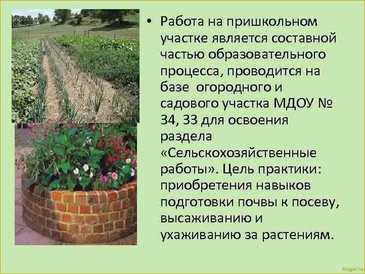 (выращивание, хлопка, дачном, участке, возможно) Выращивание хлопка на дачном участке: возможно ли это?
