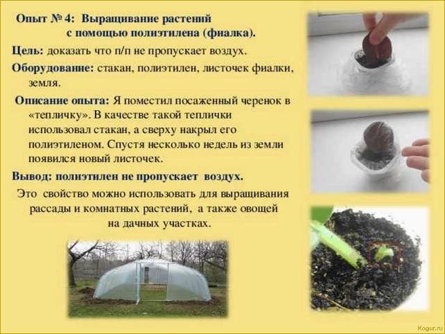 (выращивание, хлопка, дачном, участке, возможно) Выращивание хлопка на дачном участке: возможно ли это?