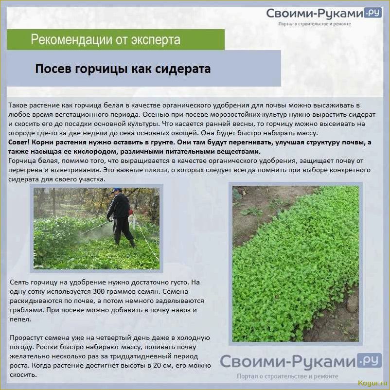 (выращивание, хлопка, дачном, участке, возможно) Выращивание хлопка на дачном участке: возможно ли это?