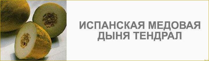Вкусная и сочная дыня Кассаба, которая происходит из Малой и Средней Азии