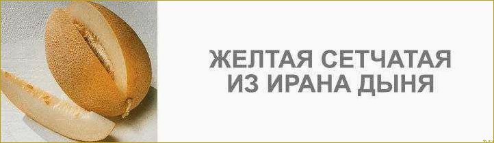 Вкусная и сочная дыня Кассаба, которая происходит из Малой и Средней Азии