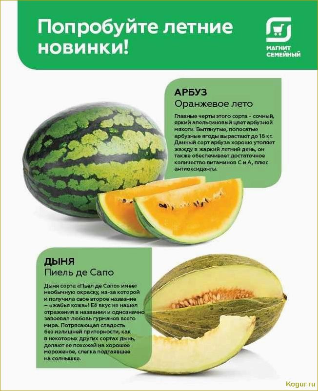 Вкусная и сочная дыня Кассаба, которая происходит из Малой и Средней Азии