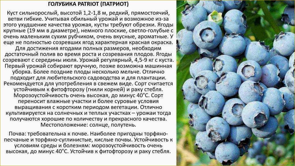 (выращивание, черники, саду, посадка, размножение) Выращивание черники в саду: посадка, размножение, уход