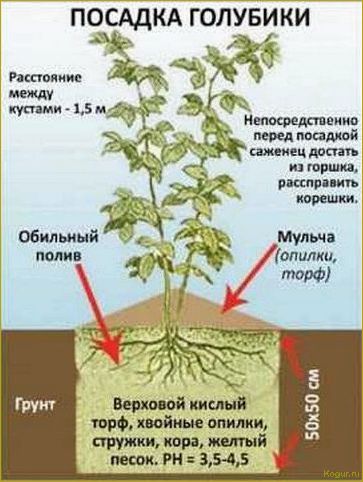 (выращивание, черники, саду, посадка, размножение) Выращивание черники в саду: посадка, размножение, уход