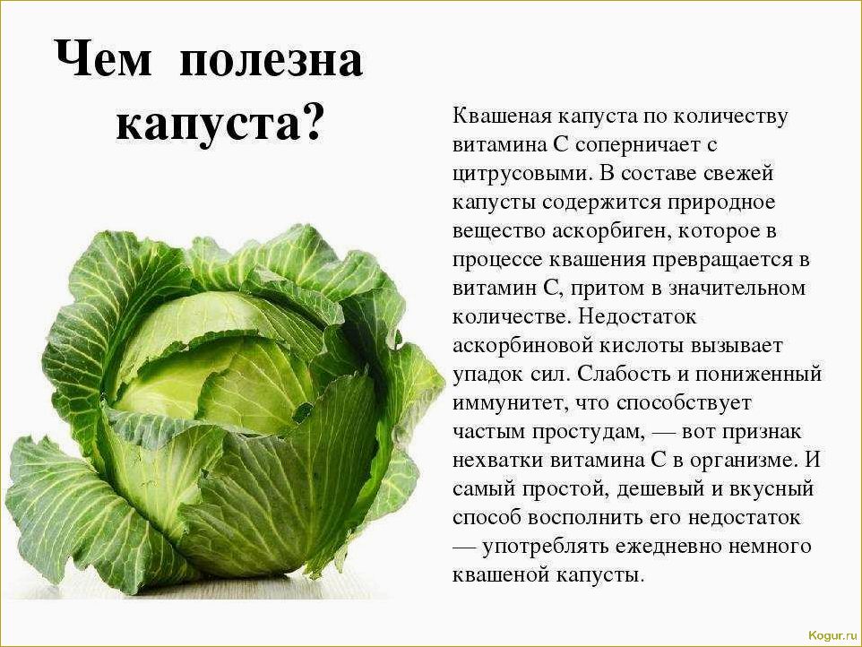 (выращивание, капусты, кале, полезные, свойства) Выращивание капусты Кале и ее полезные свойства