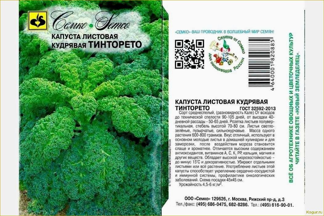 (выращивание, капусты, кале, полезные, свойства) Выращивание капусты Кале и ее полезные свойства