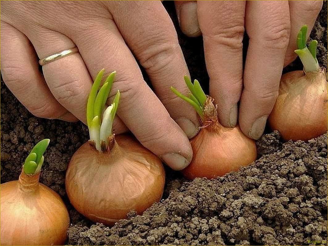 (выращивание, лука, китайской, технологии, секреты) Выращивание лука по китайской технологии — секреты богатого урожая