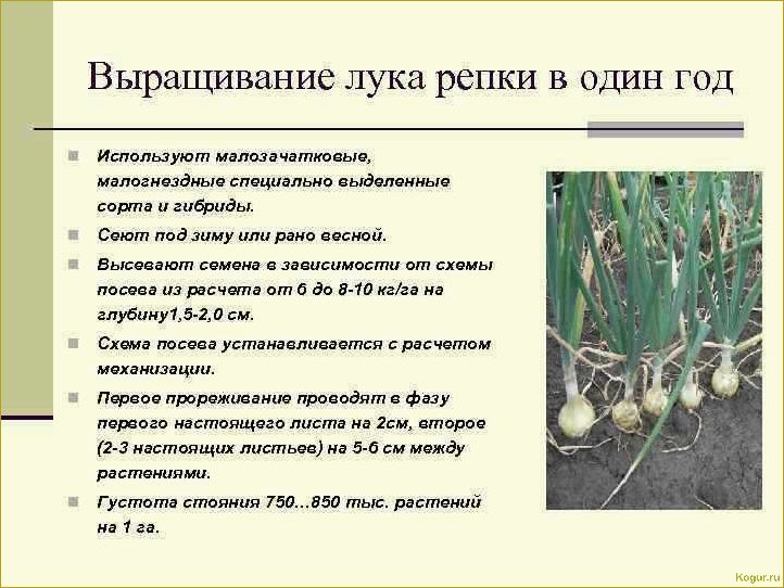 (выращивание, лука, китайской, технологии, секреты) Выращивание лука по китайской технологии — секреты богатого урожая