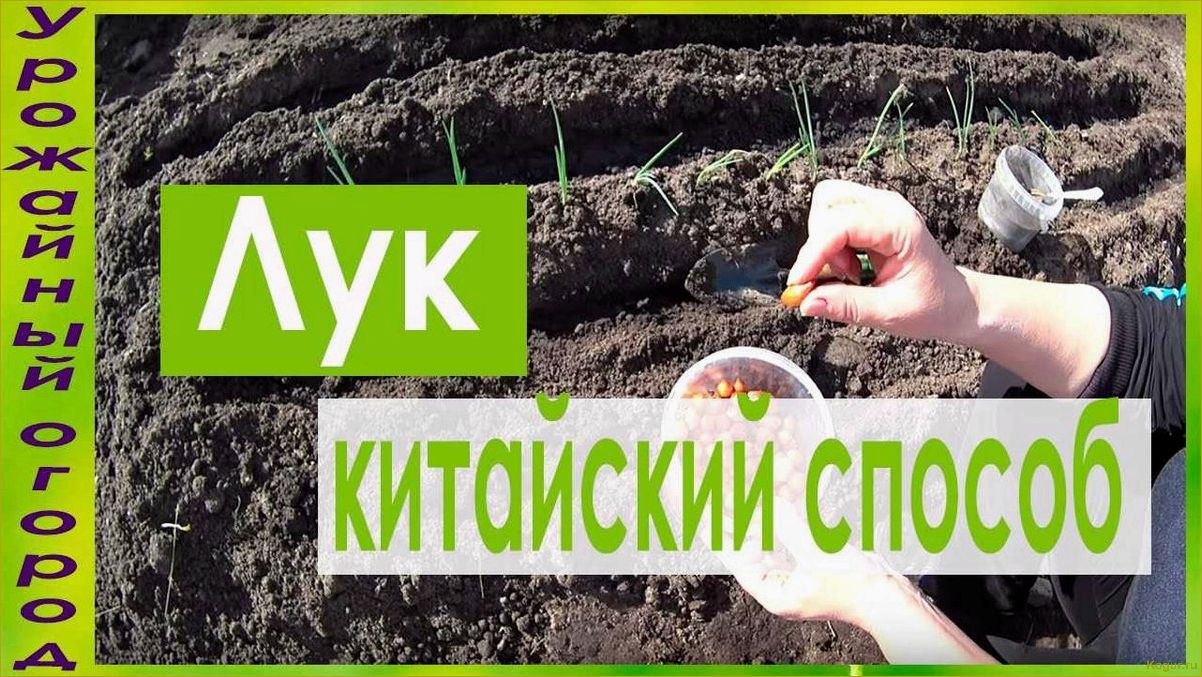 (выращивание, лука, китайской, технологии, секреты) Выращивание лука по китайской технологии — секреты богатого урожая