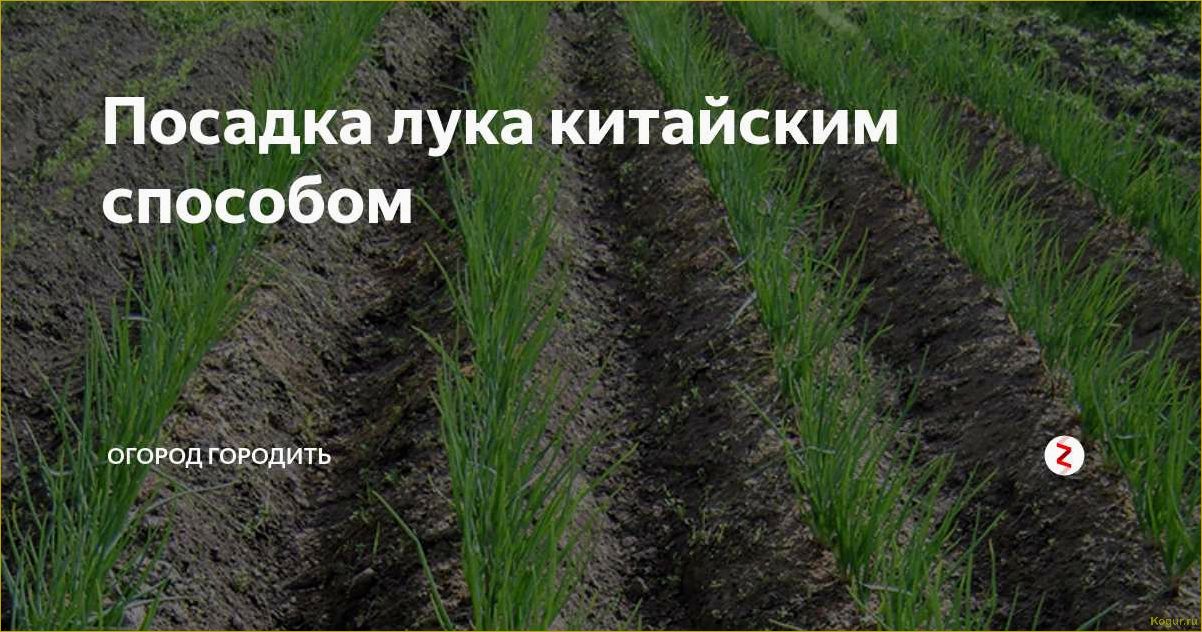 (выращивание, лука, китайской, технологии, секреты) Выращивание лука по китайской технологии — секреты богатого урожая