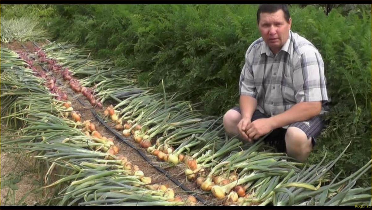 (выращивание, лука, китайской, технологии, секреты) Выращивание лука по китайской технологии — секреты богатого урожая