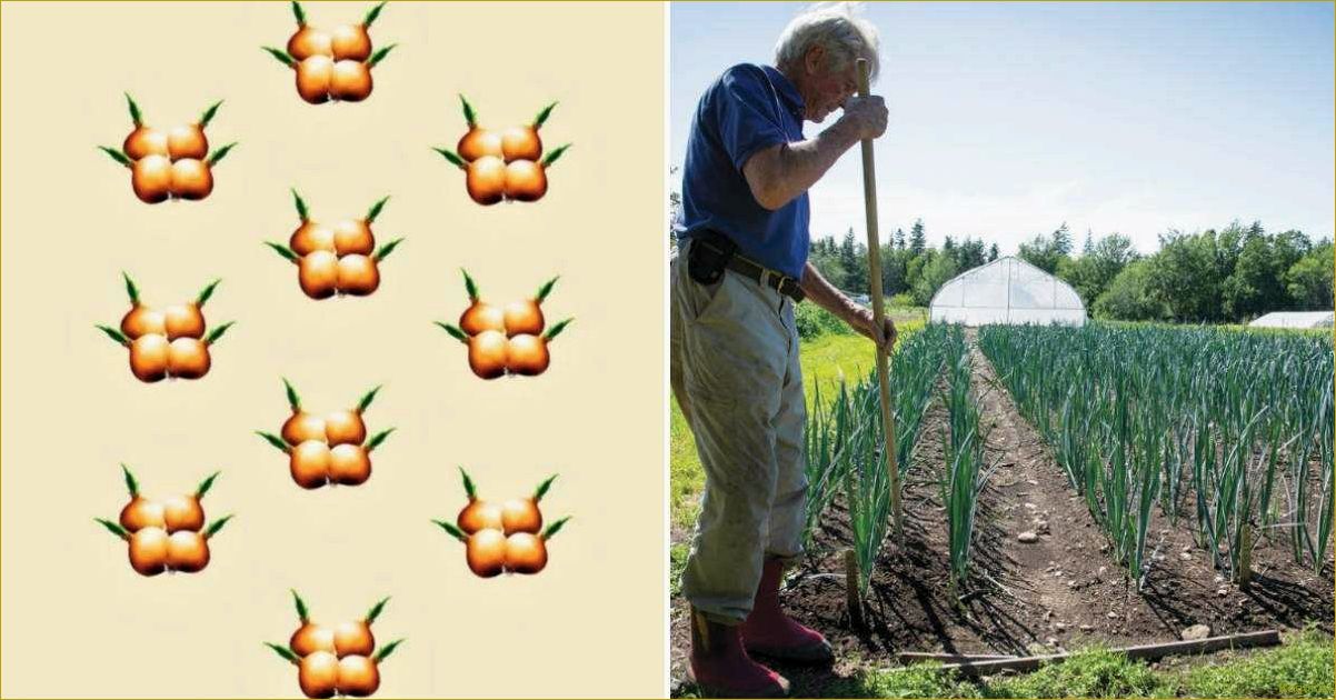 (выращивание, лука, китайской, технологии, секреты) Выращивание лука по китайской технологии — секреты богатого урожая