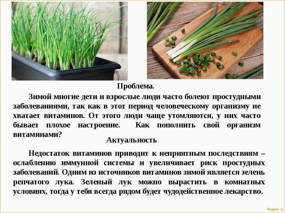 (выращивание, лука, шнитт, семян, дачном) Выращивание лука шнитт из семян на дачном участке