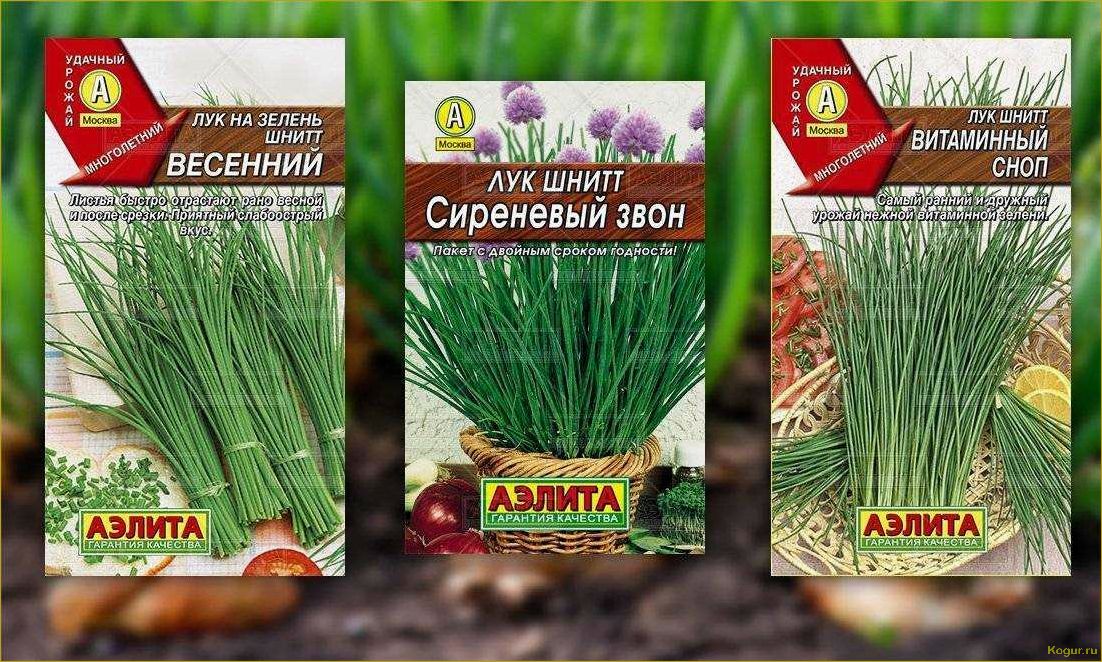 (выращивание, лука, шнитт, семян, дачном) Выращивание лука шнитт из семян на дачном участке
