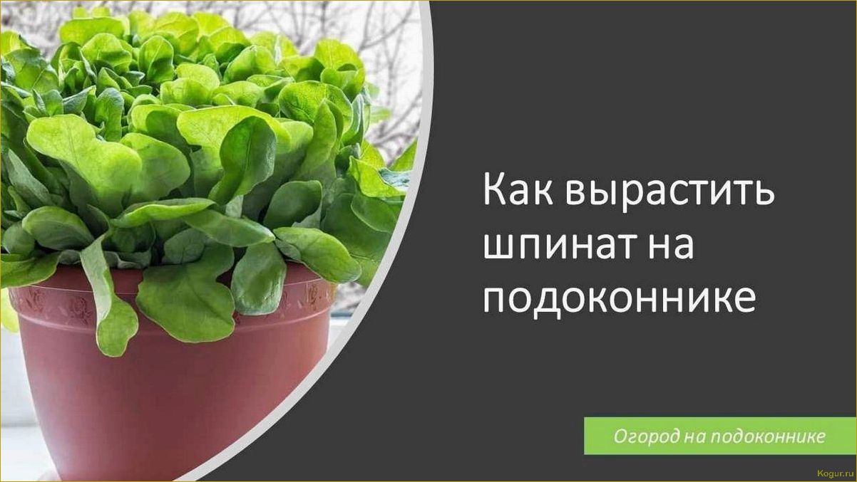 (выращивание, шпината, подоконнике) Выращивание шпината на подоконнике: все, что нужно знать
