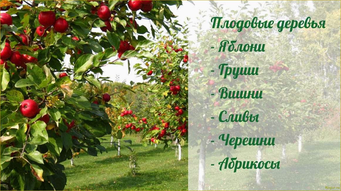 (высокоурожайная, яблоня, мечта, сада) Высокоурожайная яблоня Мечта для вашего сада