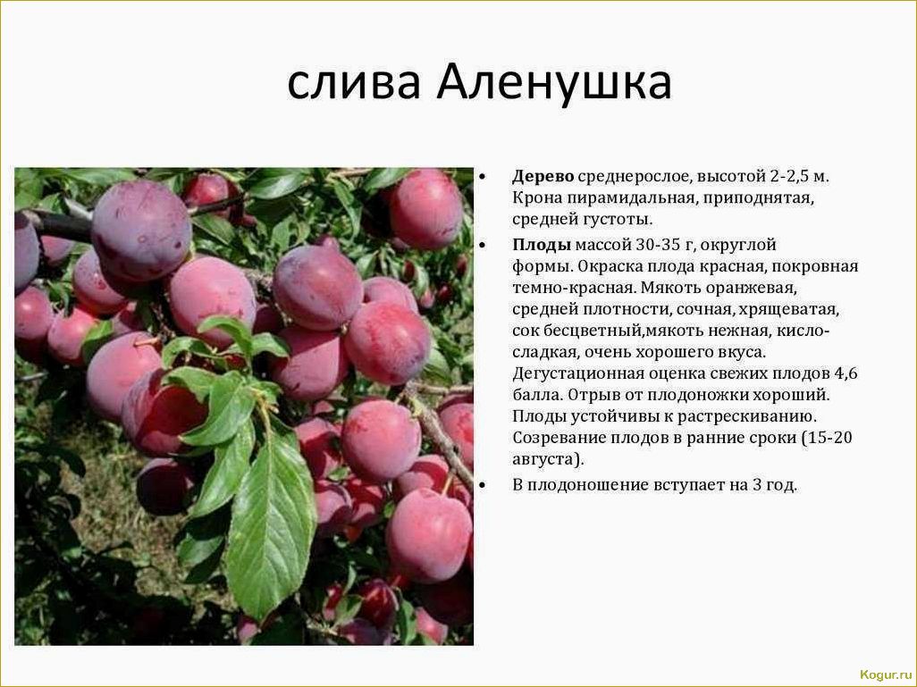 Популярные сорта алычи: фото и описания