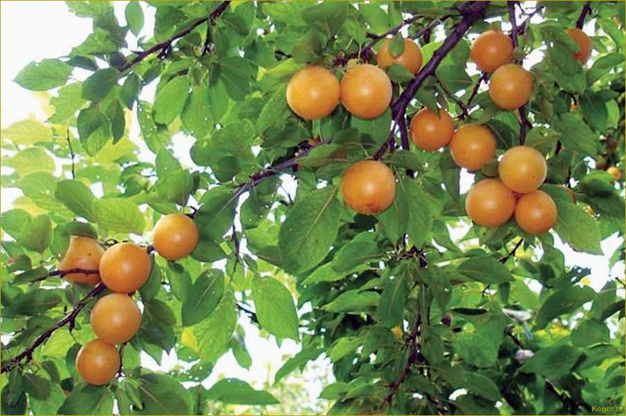 Популярные сорта алычи: фото и описания