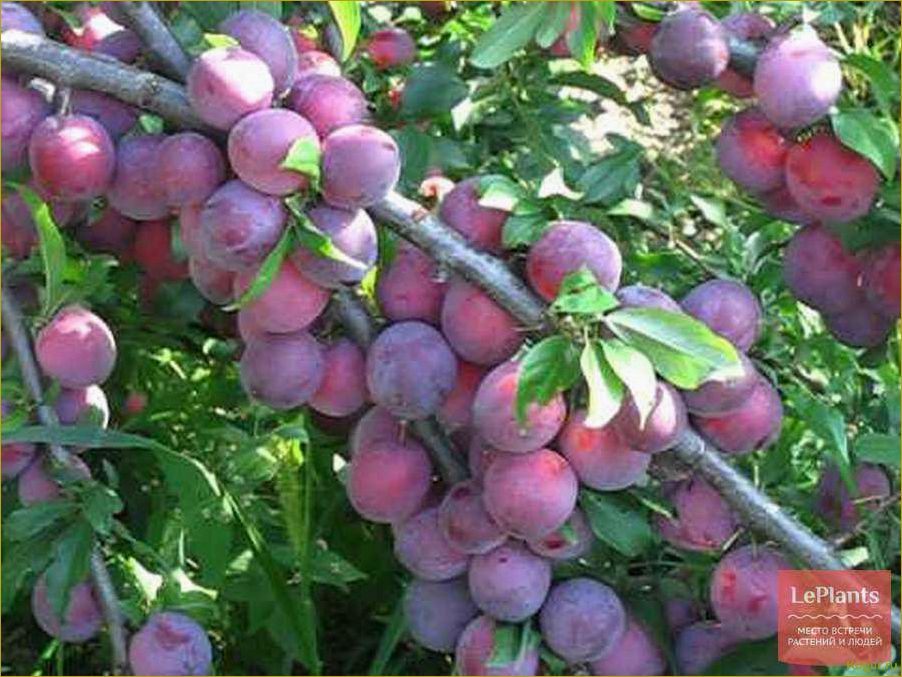 Популярные сорта алычи: фото и описания