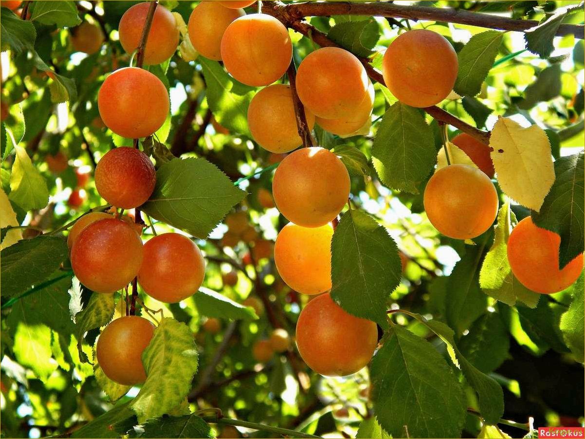 Популярные сорта алычи: фото и описания