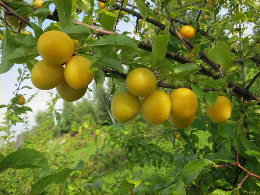 Популярные сорта алычи: фото и описания