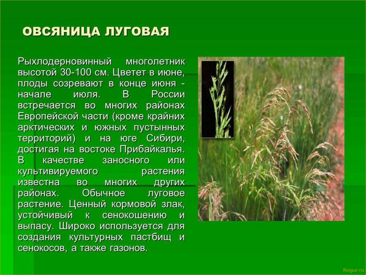 Овсяница луговая: особенности и отличия от других газонных трав