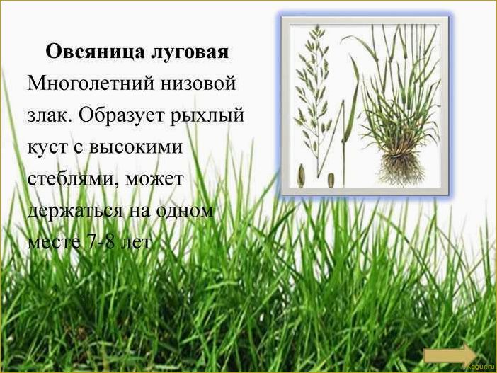 Овсяница луговая: особенности и отличия от других газонных трав
