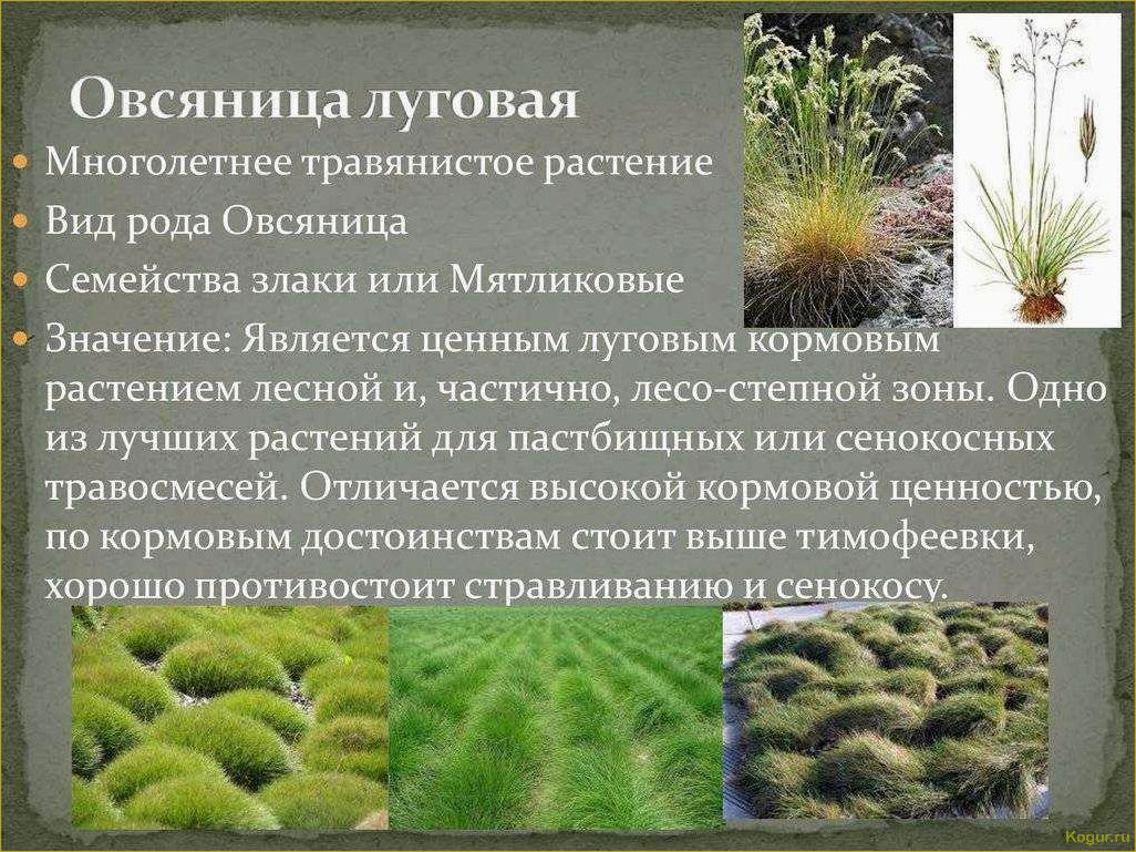 Овсяница луговая: особенности и отличия от других газонных трав