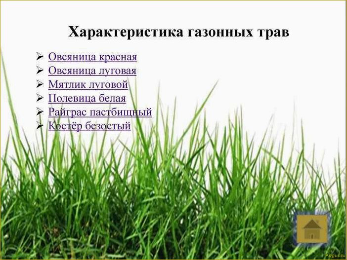 Овсяница луговая: особенности и отличия от других газонных трав
