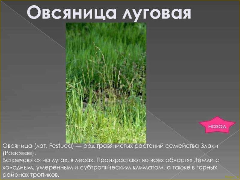 Овсяница луговая: особенности и отличия от других газонных трав