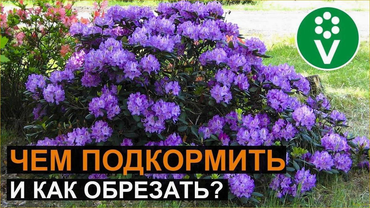 (правильно, подкормить, рододендрон, весной, успешного) Как правильно подкормить рододендрон весной для успешного развития и обильного цветения