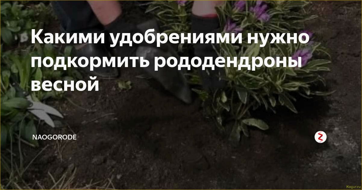 (правильно, подкормить, рододендрон, весной, успешного) Как правильно подкормить рододендрон весной для успешного развития и обильного цветения