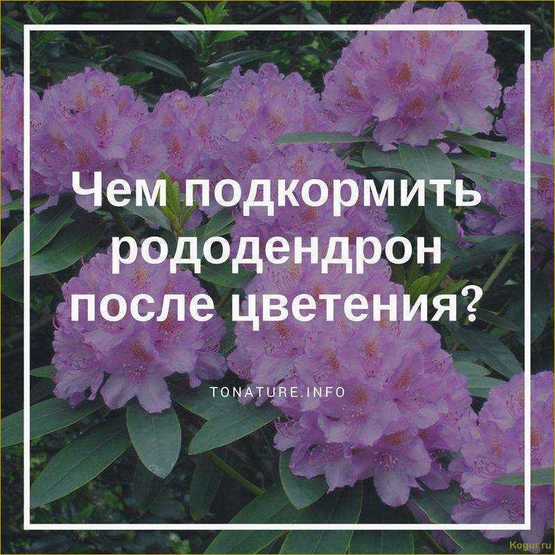 (правильно, подкормить, рододендрон, весной, успешного) Как правильно подкормить рододендрон весной для успешного развития и обильного цветения