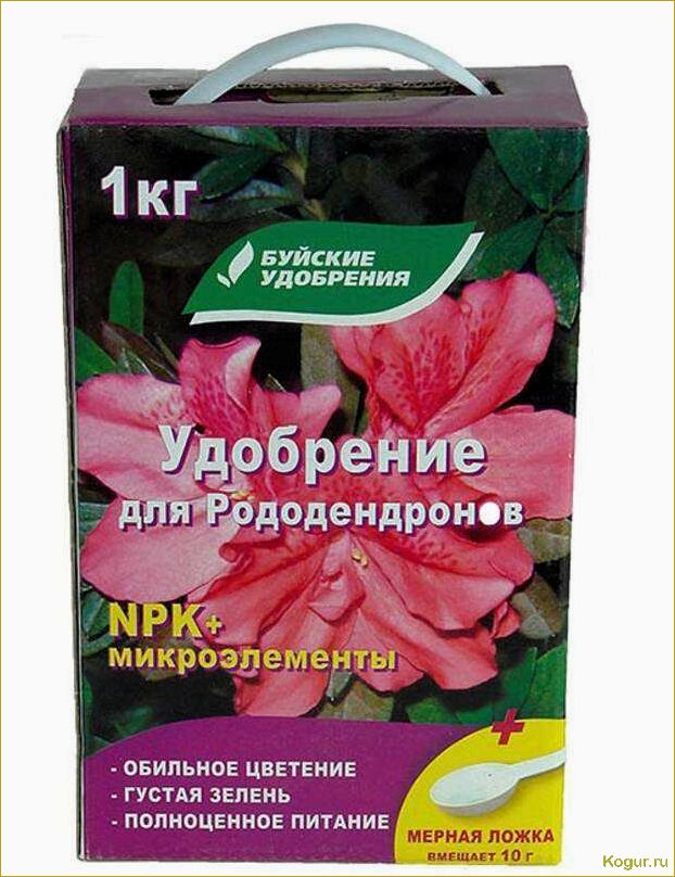 (правильно, подкормить, рододендрон, весной, успешного) Как правильно подкормить рододендрон весной для успешного развития и обильного цветения