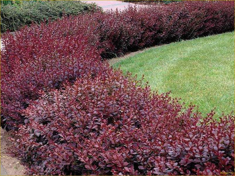 Преимущества использования живой изгороди из барбариса