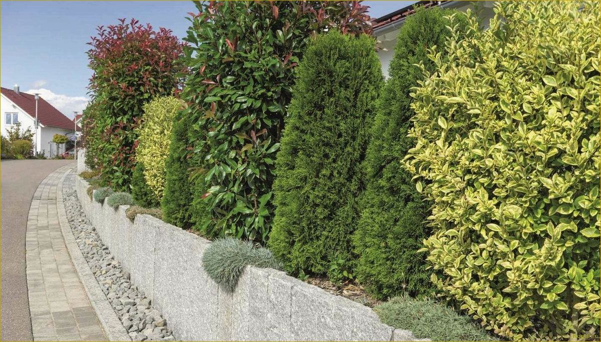 Преимущества использования живой изгороди из барбариса