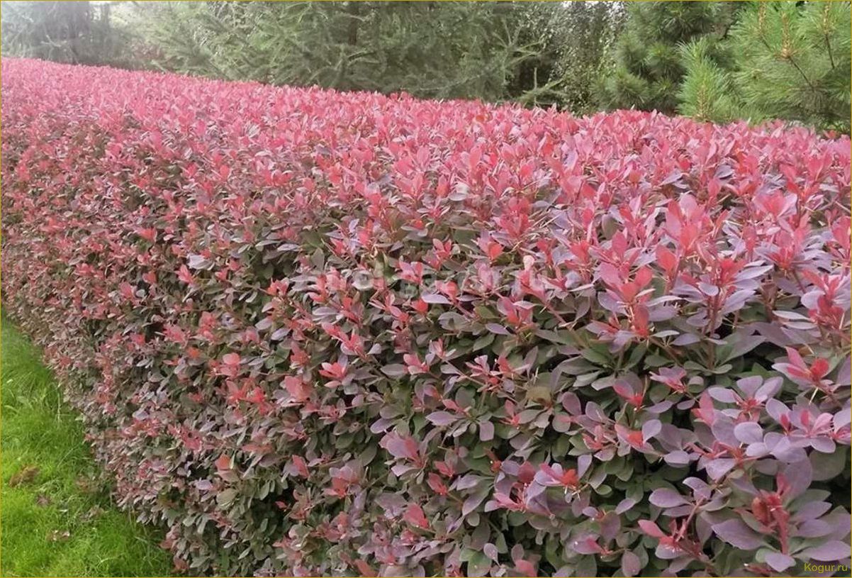 Преимущества использования живой изгороди из барбариса