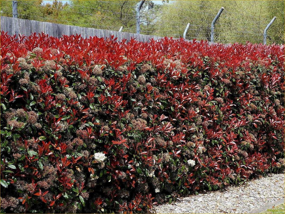 Преимущества использования живой изгороди из барбариса