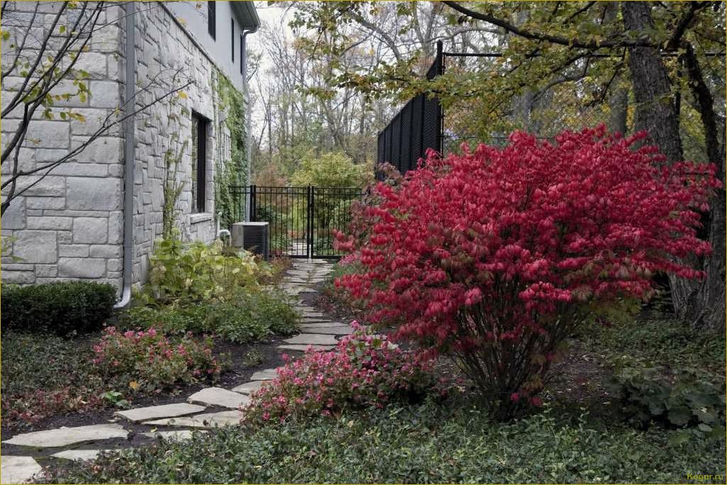 Преимущества использования живой изгороди из барбариса