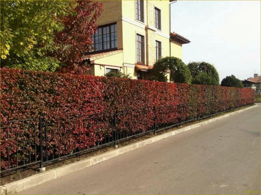 Преимущества использования живой изгороди из барбариса